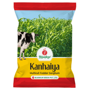 Kanhaiya Sorghum - Multi-Cut Fodder