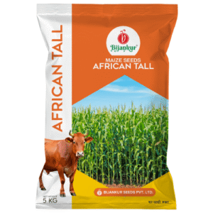 African Tall Maize