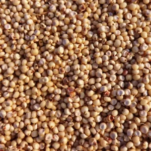 Alternative view of Kanhaiya Sorghum - Multi-Cut Fodder
