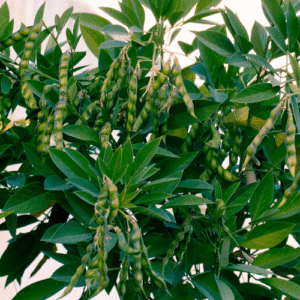 Alternative view of PIGEON PEA (TUR) - BDN-711 (White)